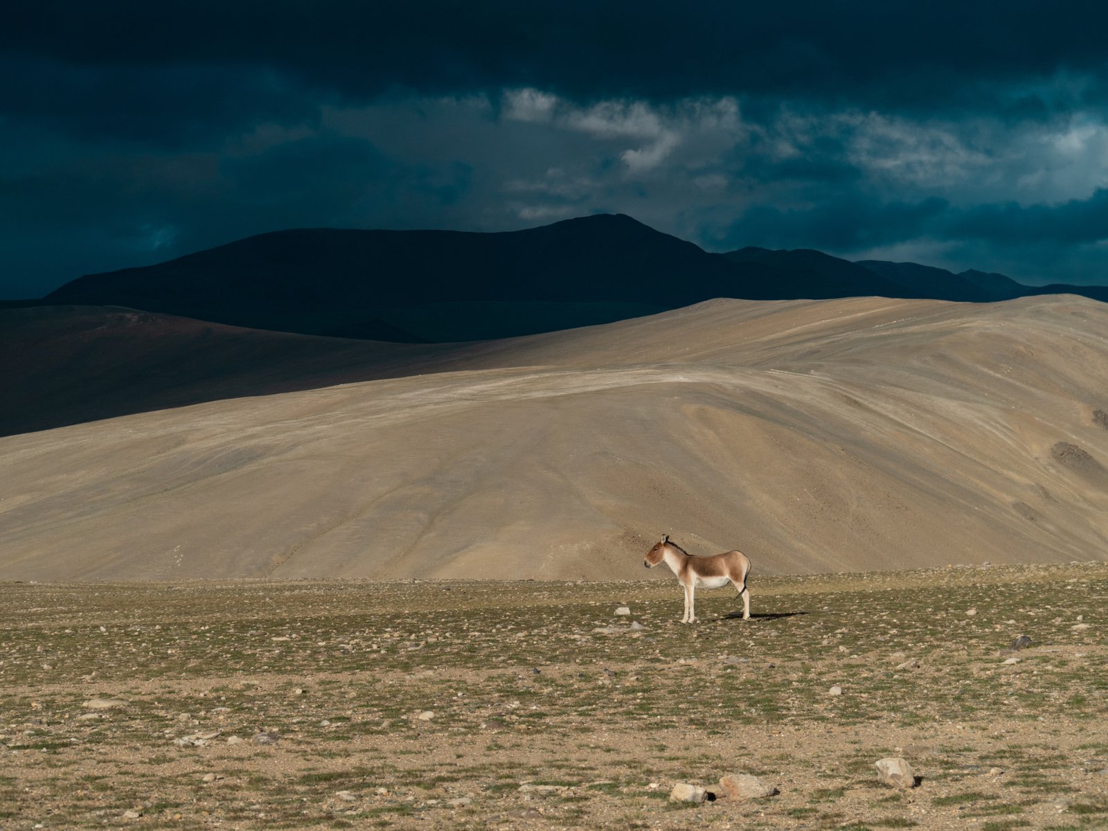 The Legend of Ladakh gallery image